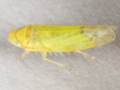 Eupteryx filicum